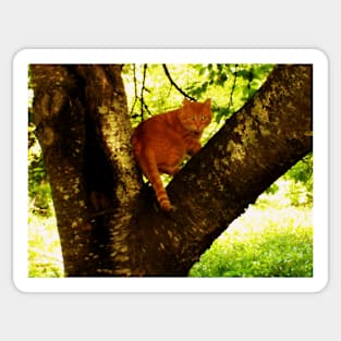 Tiger In A Tree Sticker